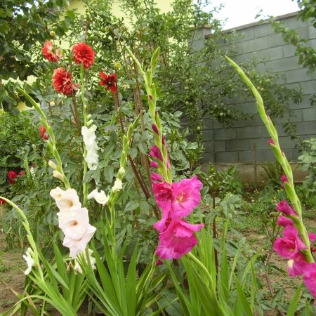 gladiole si dalii